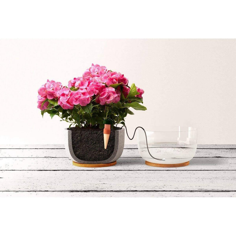 Load image into Gallery viewer, Flowering potted plant beside a water bowl with Blumat tubing
