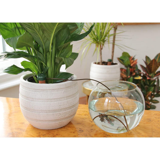 Houseplants with Blumat watering tubing connected to a glass reservoir