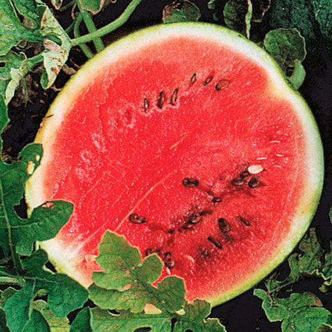 Organic Sweet Dakota Rose melon seeds package, GrowTime Garden Supply