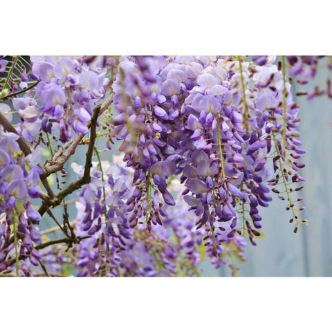 Amethyst Falls Wisteria, additional product view 2