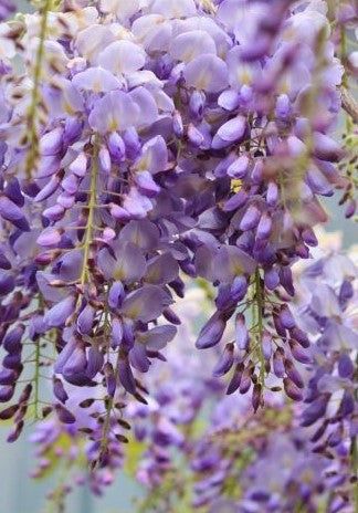 Amethyst Falls Wisteria vine
