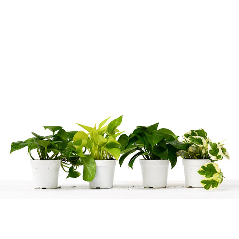 4 Pothos variety pack, 4-inch pots