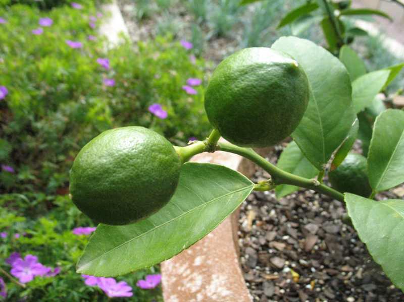 Load image into Gallery viewer, Meyer Lemon Tree
