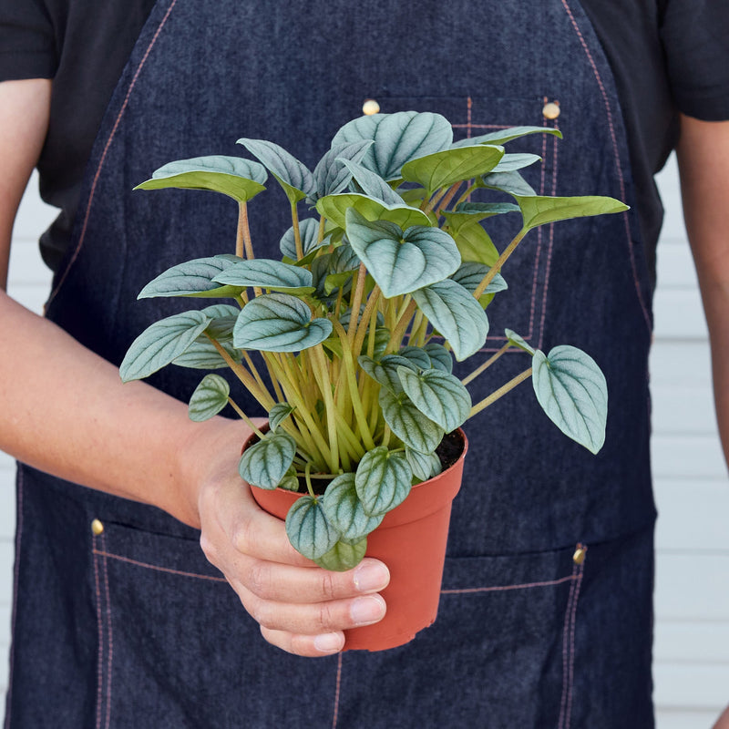 Load image into Gallery viewer, Peperomia 'Frost
