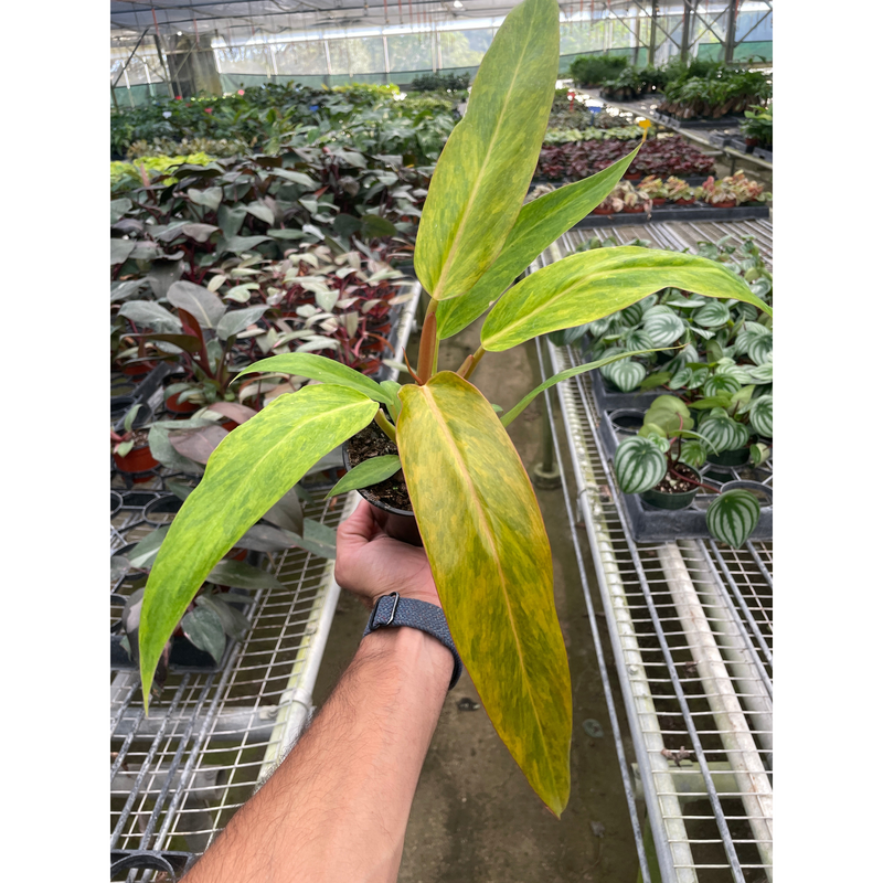 Load image into Gallery viewer, Philodendron 'Orange Marmalade'

