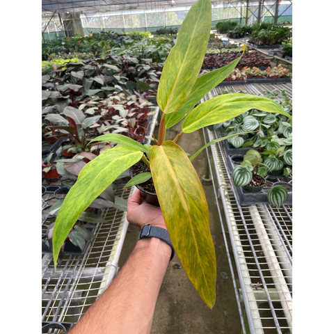 Philodendron Orange Marmalade