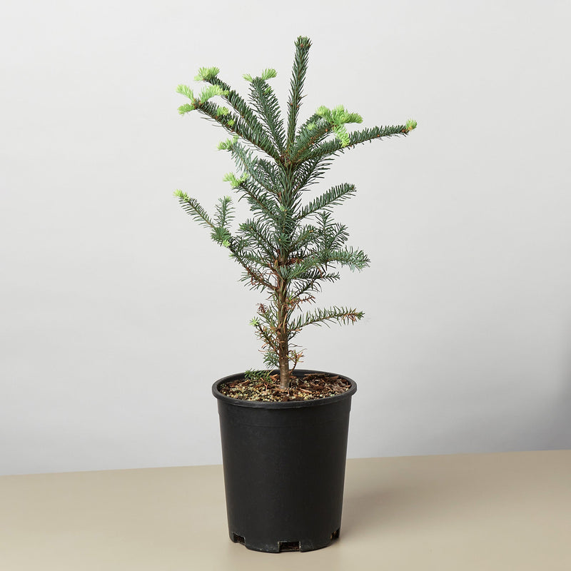Load image into Gallery viewer, Noble Fir Tree
