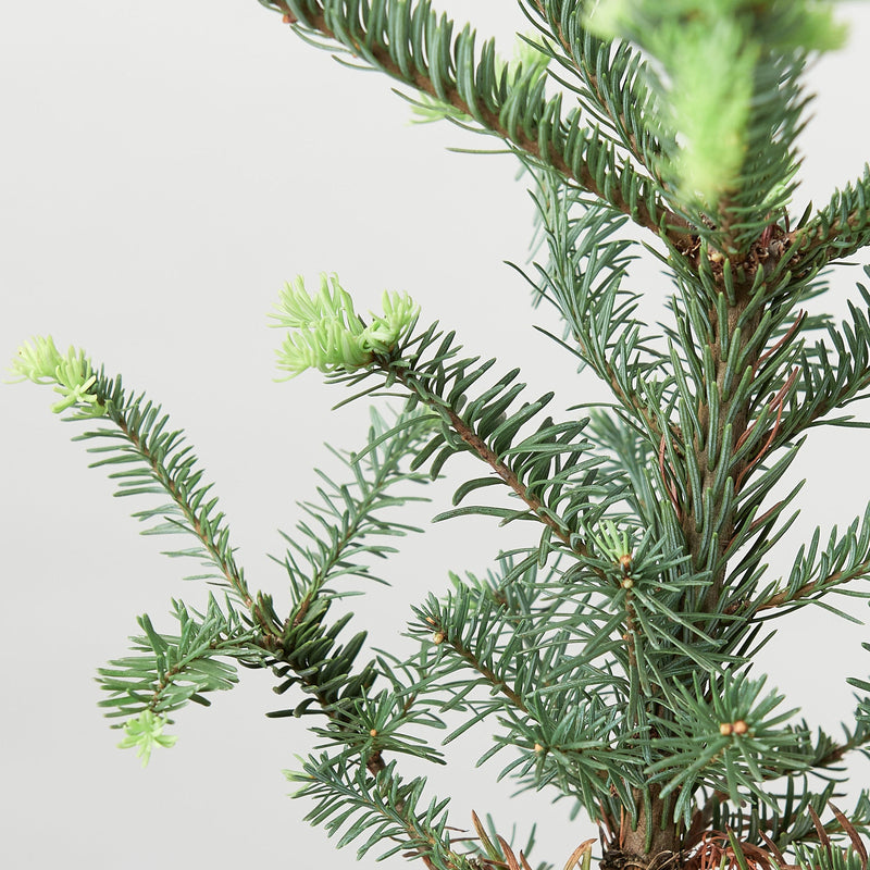 Load image into Gallery viewer, Noble Fir Tree
