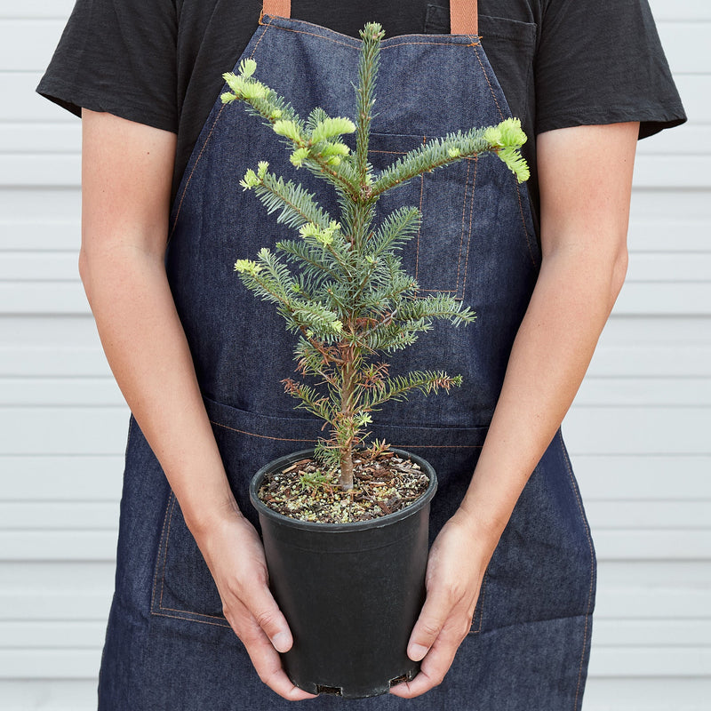Load image into Gallery viewer, Noble Fir Tree
