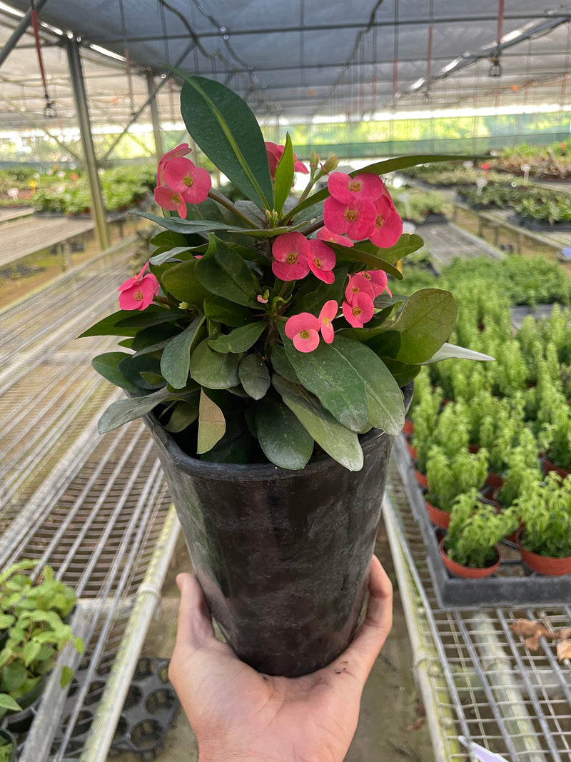 Load image into Gallery viewer, Crown of Thorns
