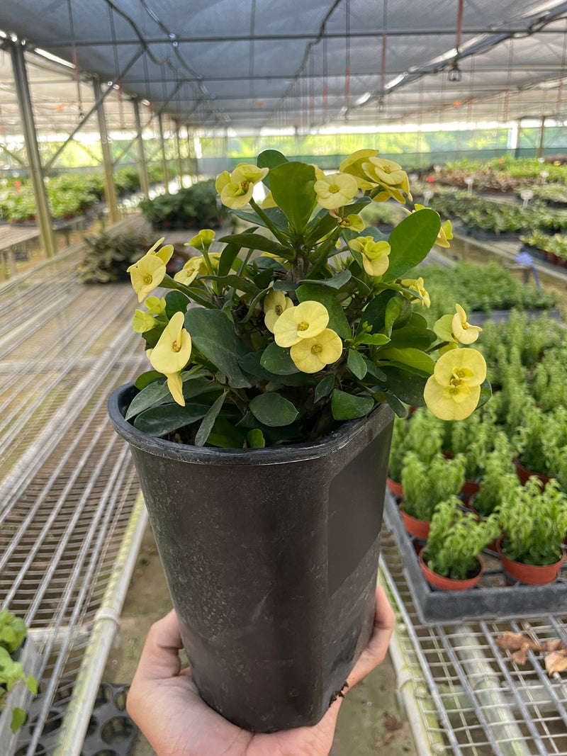 Load image into Gallery viewer, Crown of Thorns
