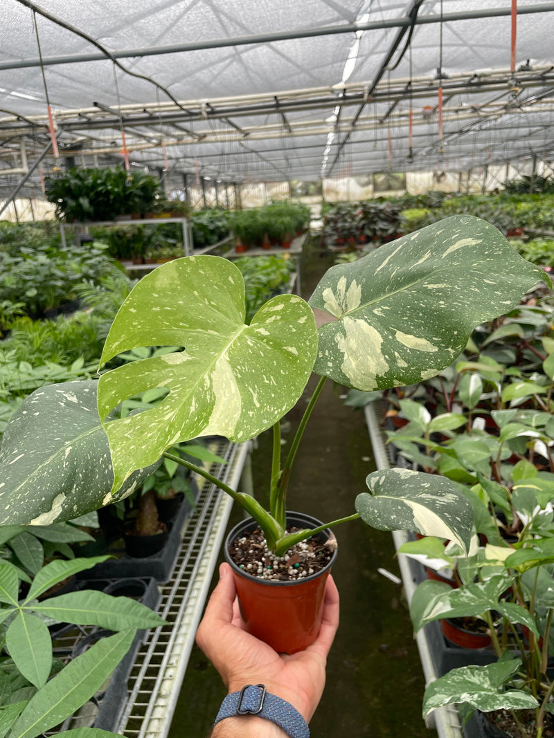 Load image into Gallery viewer, Monstera 'Thai Constellation'
