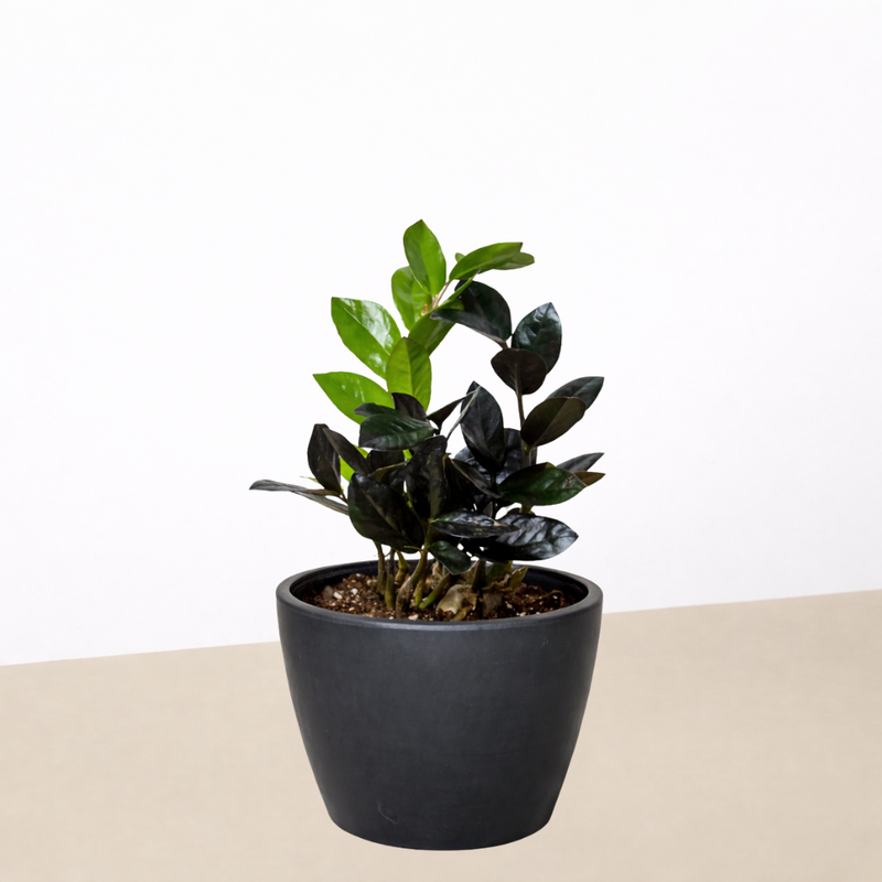 Load image into Gallery viewer, ZZ Zamioculcas 'Black Queen'

