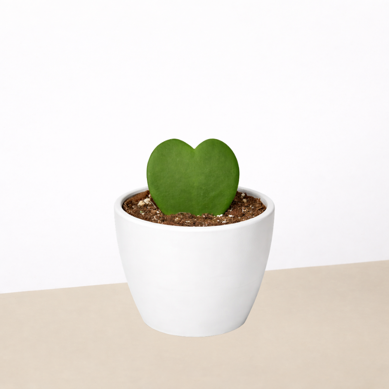 Load image into Gallery viewer, Hoya 'Sweetheart'
