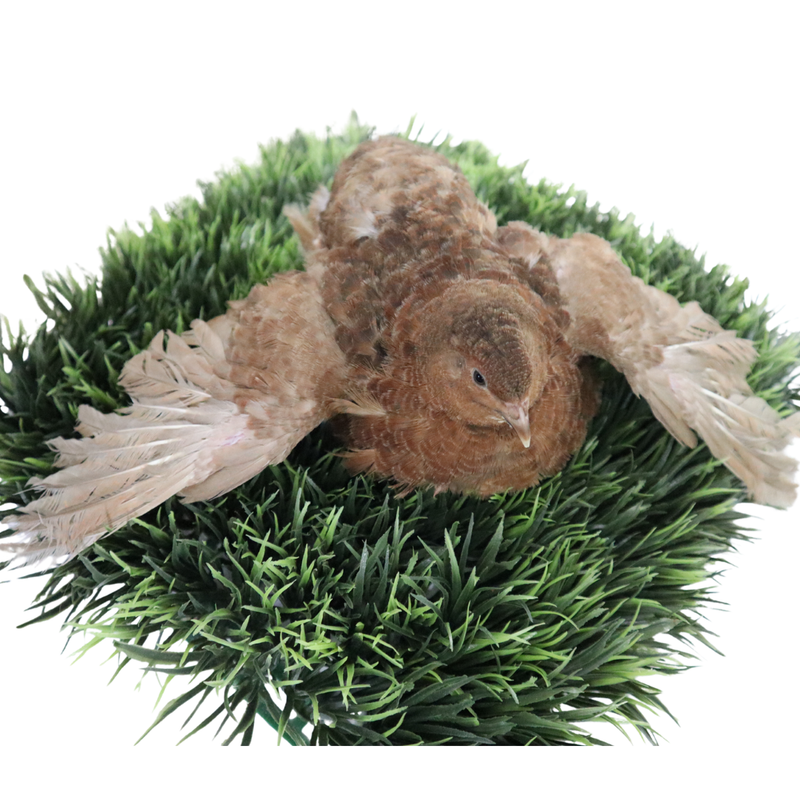 Load image into Gallery viewer, Red Range Coturnix Quail Hatching Eggs
