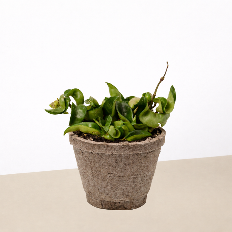 Load image into Gallery viewer, Hoya Rope Plant
