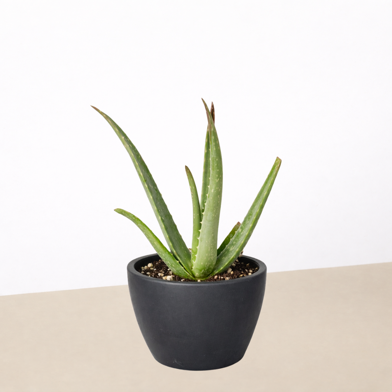 Load image into Gallery viewer, Aloe Vera
