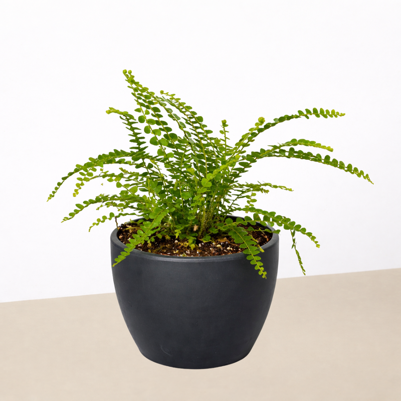 Load image into Gallery viewer, Lemon Button Fern
