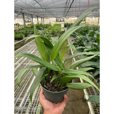 Pothos Silver Streak