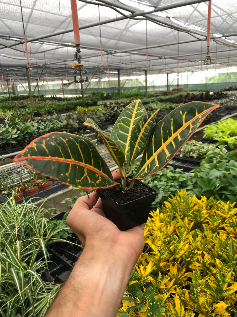 Load image into Gallery viewer, Croton Petra 'Joseph's Coat'
