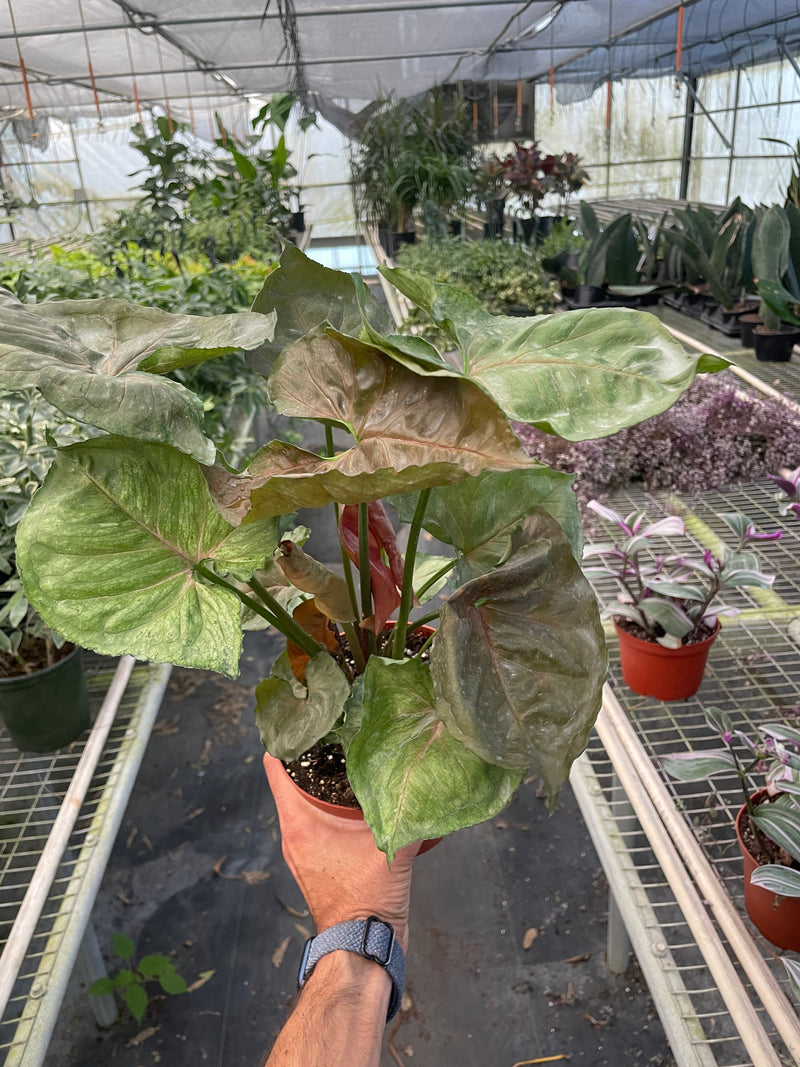 Load image into Gallery viewer, Syngonium 'Merry'
