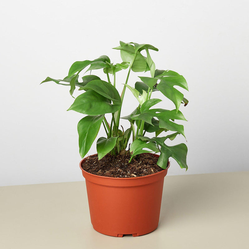 Load image into Gallery viewer, Philodendron Mini Monstera Minima
