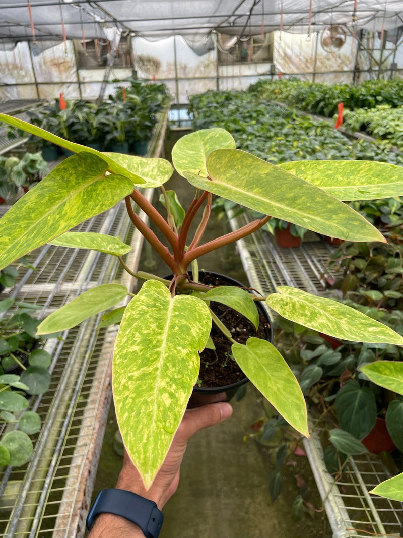 Load image into Gallery viewer, Philodendron 'Painted Lady'
