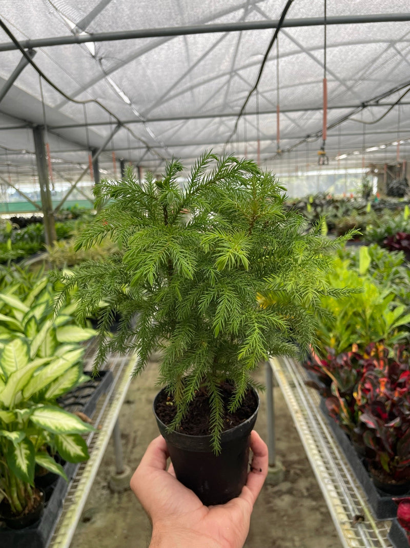 Load image into Gallery viewer, Norfolk 'Island Pine'
