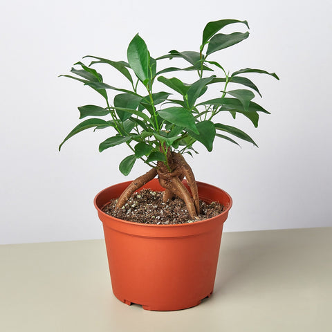 Ficus 'Ginseng', additional product view 2