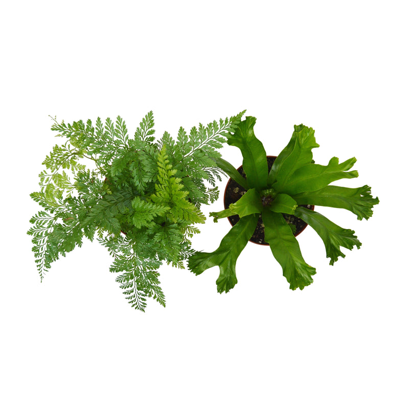 Load image into Gallery viewer, 2 Fern Variety Pack - Live Plants - FREE Care Guide - 4" Pot - House Plant

