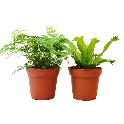 2 Fern Variety Pack - Live Plants - FREE Care Guide - 4
