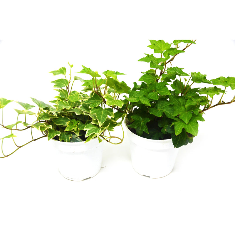 Load image into Gallery viewer, 2 English Ivy Variety Pack - Live House Plant - FREE Care Guide - 4" Pot
