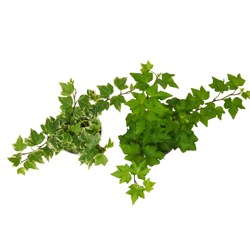 Load image into Gallery viewer, 2 English Ivy Variety Pack - Live House Plant - FREE Care Guide - 4" Pot
