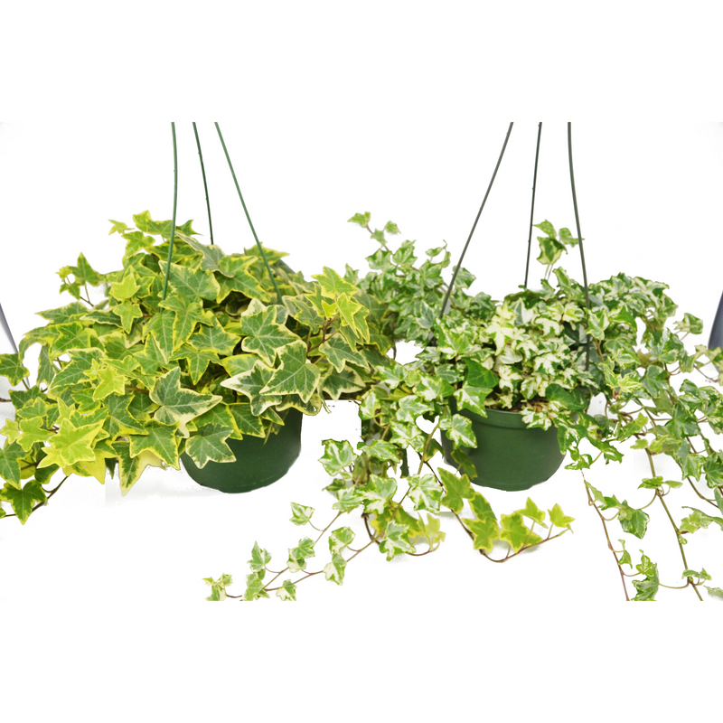 Load image into Gallery viewer, 2 English Ivy Variety Pack - FREE Care Guide - 6" Hanging Pot
