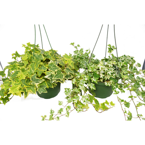 2 English Ivy Variety Pack - FREE Care Guide - 6