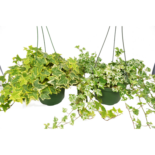 2 English Ivy Variety Pack - FREE Care Guide - 6