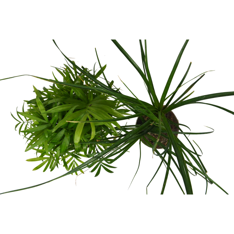 Load image into Gallery viewer, 2 Palm Variety Pack / 4" Pots / Live Plant / House Plant

