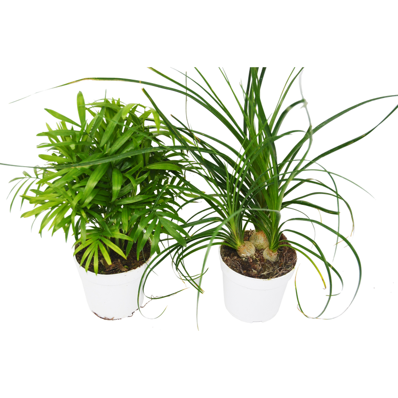 Load image into Gallery viewer, 2 Palm Variety Pack / 4" Pots / Live Plant / House Plant
