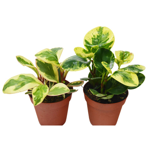 2 Peperomia Plants Variety Pack in 4