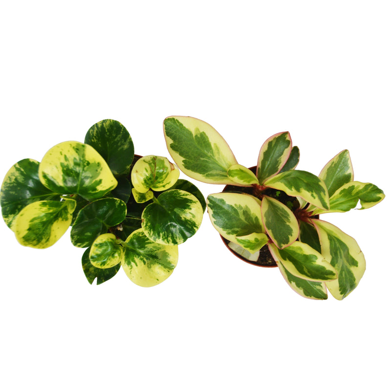 Load image into Gallery viewer, 2 Peperomia Plants Variety Pack in 4" Pots - Baby Rubber Plants
