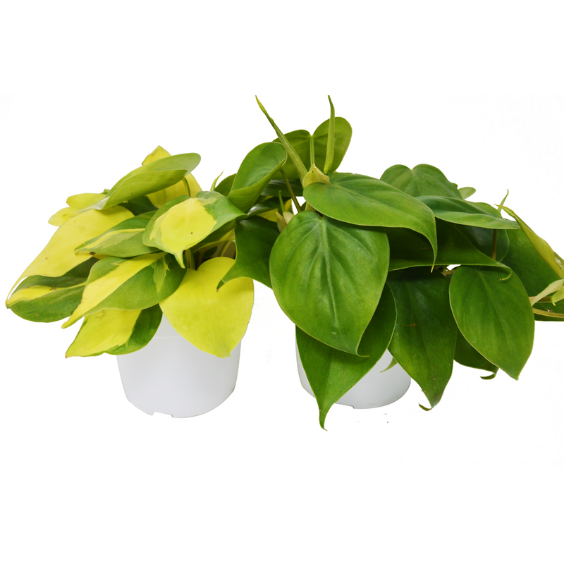 Load image into Gallery viewer, 2 Philodendron Variety Pack - 4" Pot
