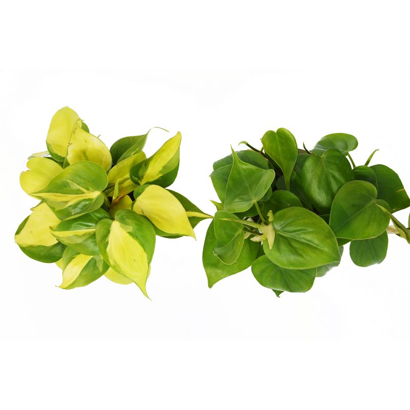 Load image into Gallery viewer, 2 Philodendron Variety Pack - 4" Pot
