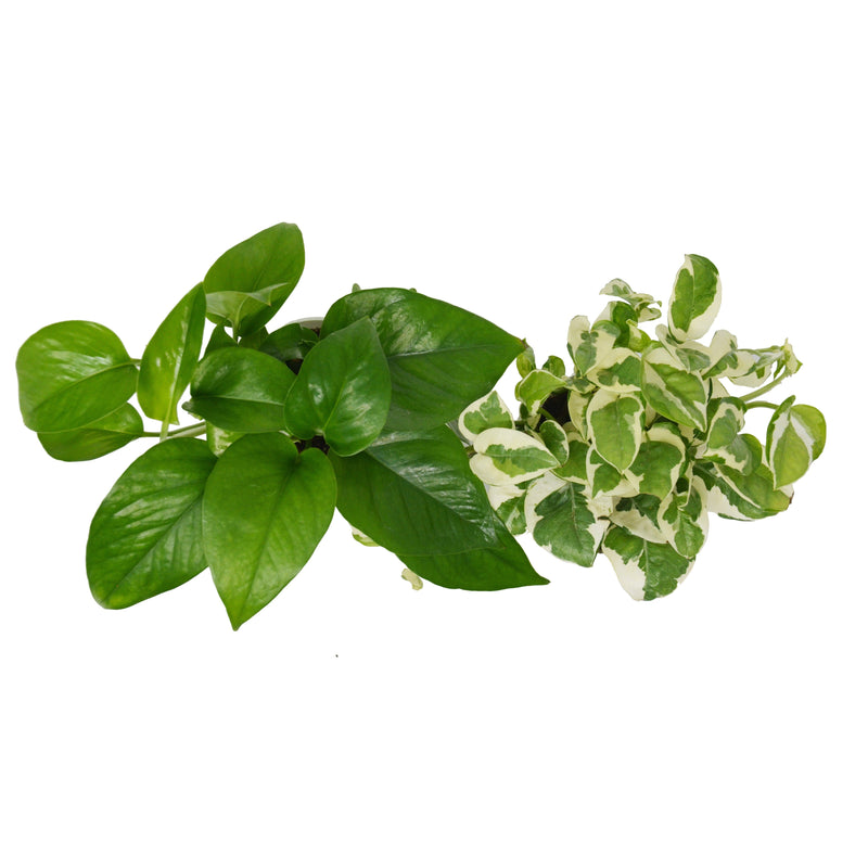 Load image into Gallery viewer, 2 Pothos Variety Pack / 4" Pot / Live Plant / Home and Garden Plants
