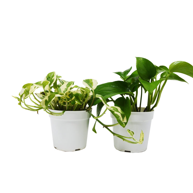 Load image into Gallery viewer, 2 Pothos Variety Pack / 4" Pot / Live Plant / Home and Garden Plants
