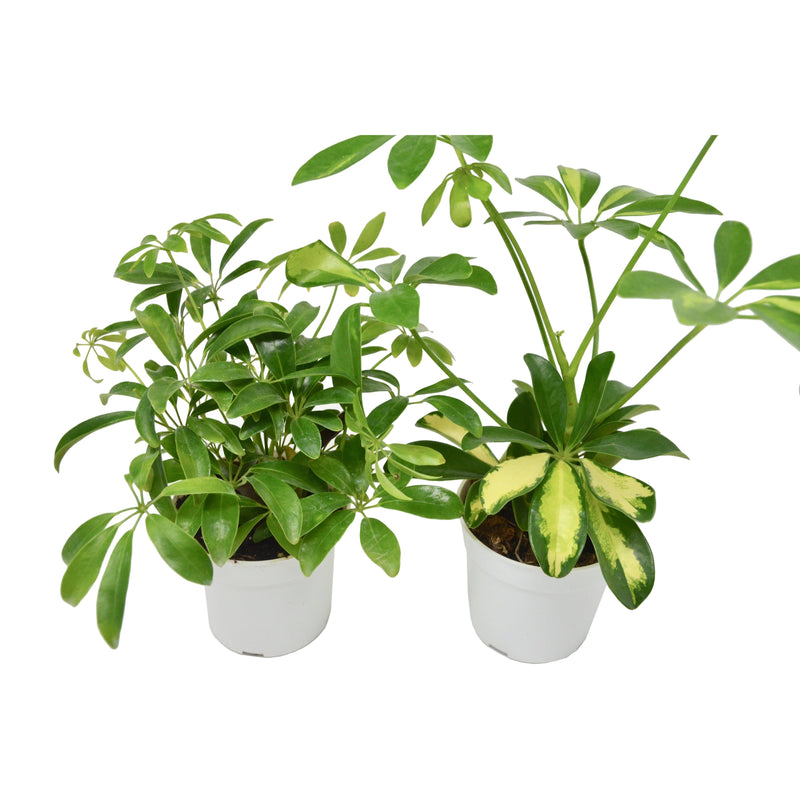 Load image into Gallery viewer, 2 Different Schefflera Plants Variety Pack- Live House Plant - FREE Care Guide
