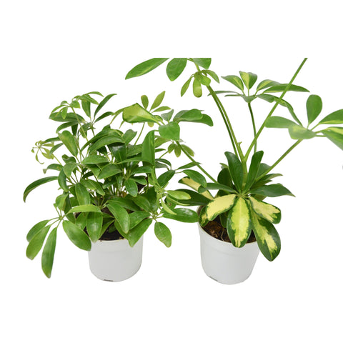 2 Different Schefflera Plants Variety Pack- Live House Plant - FREE Care Guide, additional product view 2
