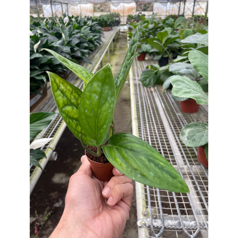 Load image into Gallery viewer, Monstera 'Peru'
