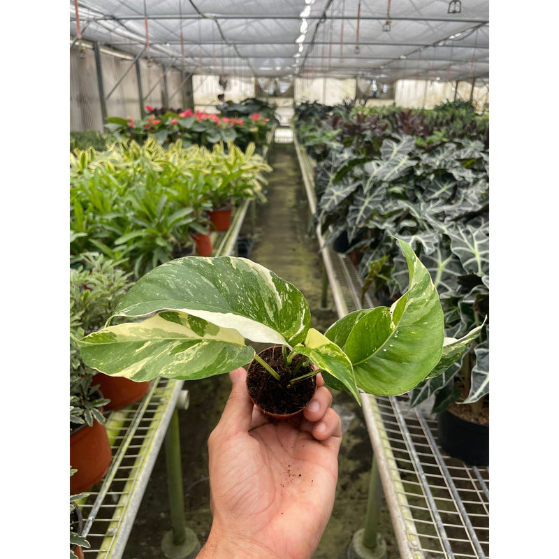 Load image into Gallery viewer, Pothos 'Albo Variegata', additional product view 3
