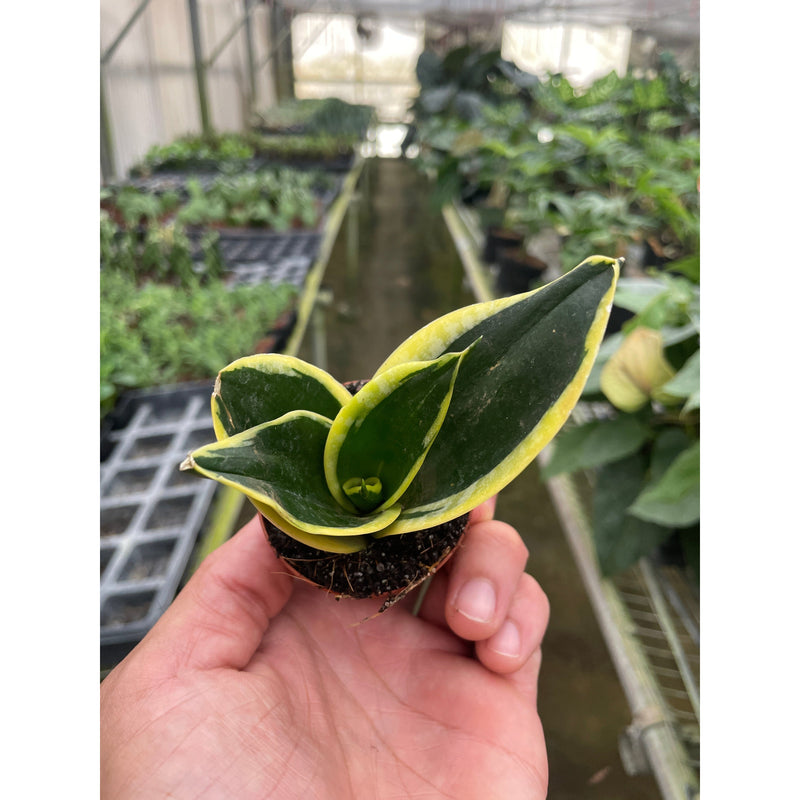 Load image into Gallery viewer, Snake Plant 'Black Gold', additional product view 6
