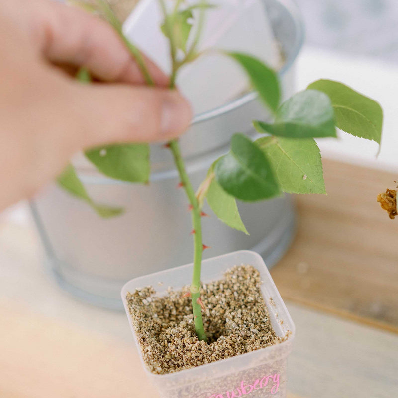 Load image into Gallery viewer, Seed Starter Pots - 2.5" Extra Strength

